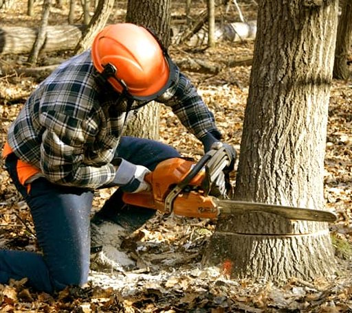 Tree Removal in Bloomington, NE